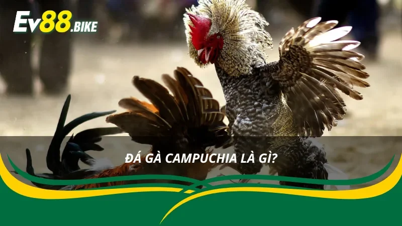 Tìm hiểu đá gà Campuchia chi tiết tại nhà cái EV88