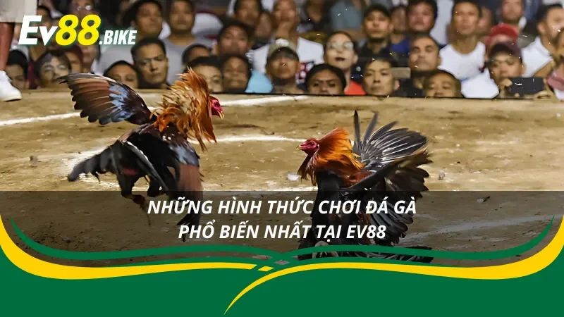  Điểm mặt các hình thức chơi đá gà Campuchia