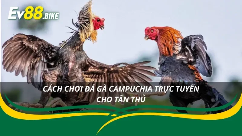 Cách chơi đá gà Campuchia mới nhất tại EV88
