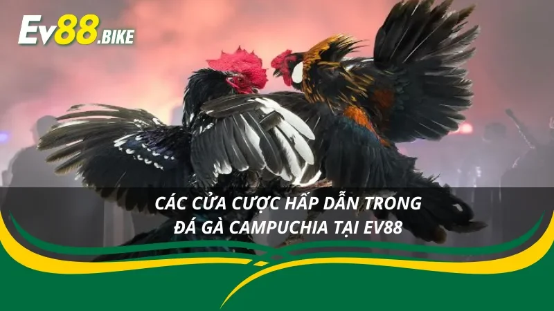 Khám phá những cửa cược có trong đá gà Campuchia