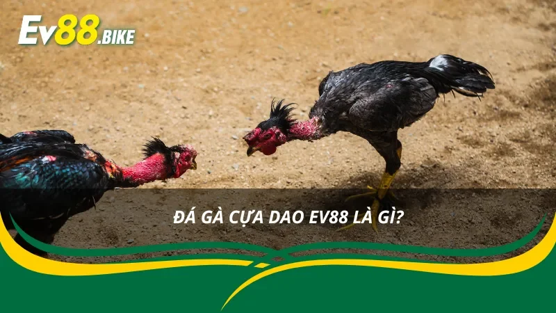 Tìm hiểu hình thức đá gà cựa dao mới nhất