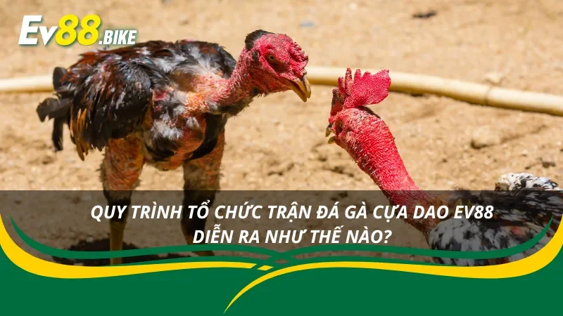Quy trình tổ chức một trận đá gà cựa dao chuẩn