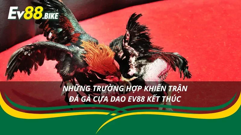 Các trường hợp đá gà cựa dao sẽ kết thúc