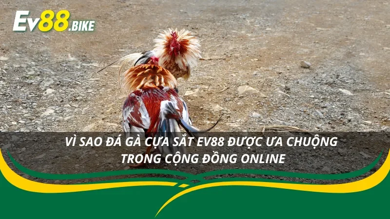 Sân chơi ưa chuộng EV88 với đá gà cựa sắt