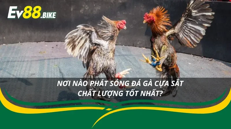 Những kênh phát sóng trực tiếp đá gà cựa sắt