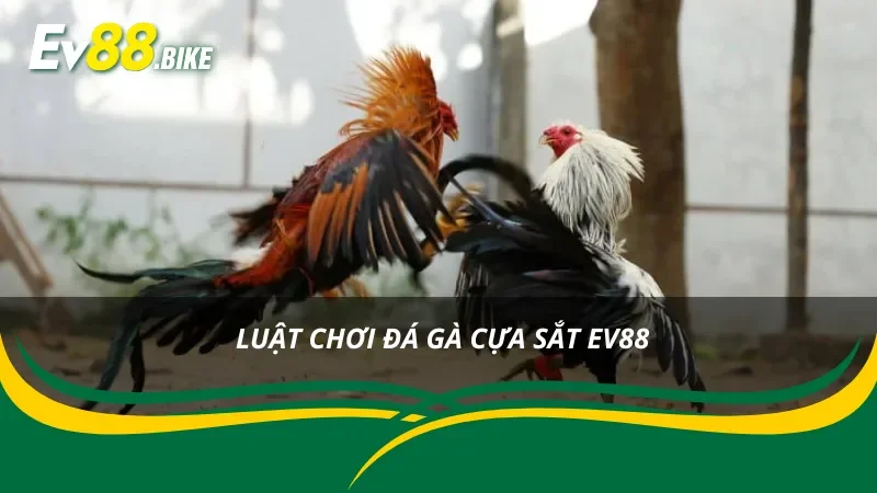 Nắm rõ luật đặt cược trong đá gà cựa sắt