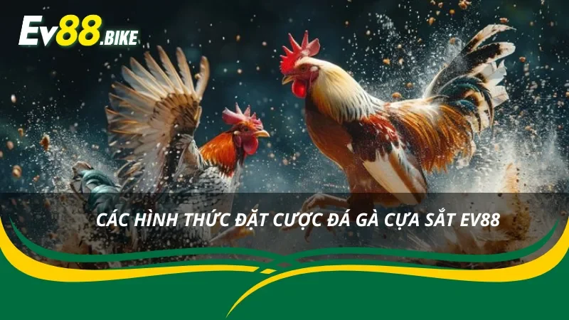 Những hình thức cược đá gà cựa sắt