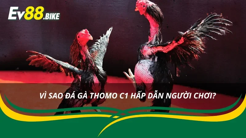 Những lý do giúp đá gà Thomo thu hút cược thủ