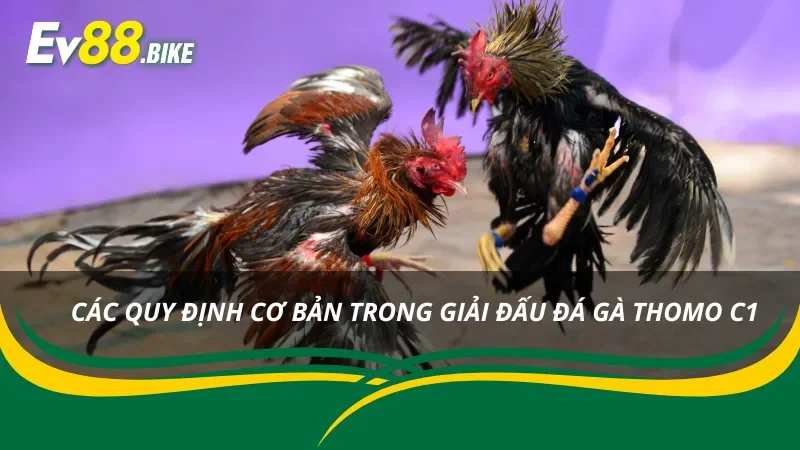 Những quy định chung trong đá gà Thomo mới nhất