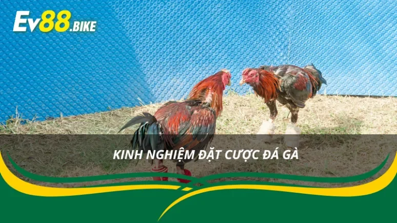 Những kinh nghiệm đặt cược đá gà Thomo nên học hỏi